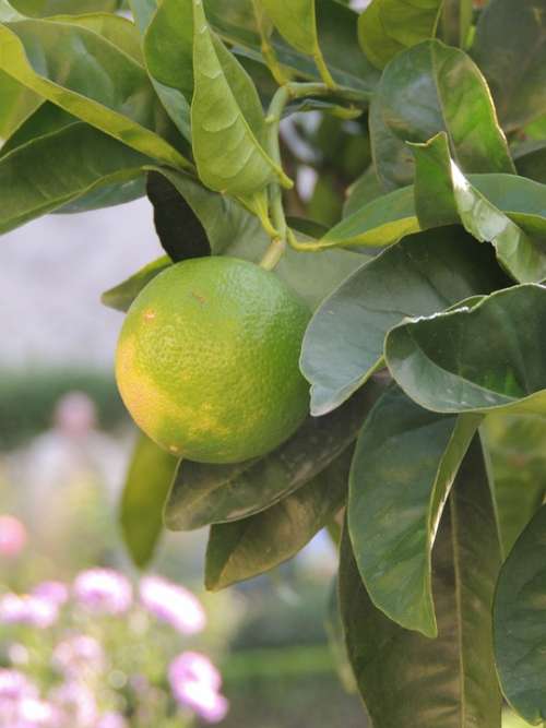 Lemon Fruit Green Leaves