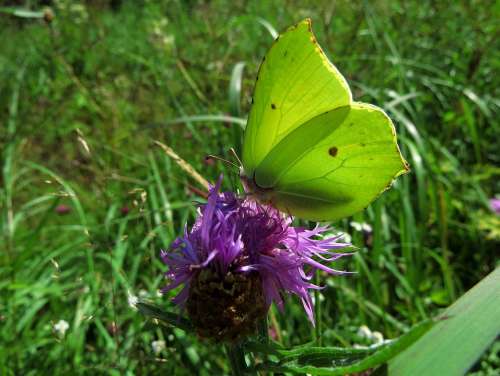 Lemon Butterfly Butterfly Summer Gonepteryx Rhamni