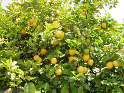 Lemon Tree Tree Lemon Nature Yellow