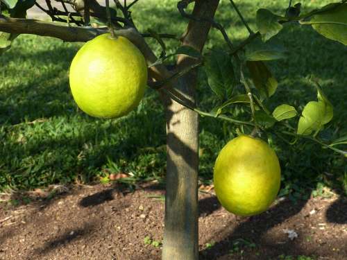 Lemon Tree Lemon Sour Yellow Fruit Food Vitamins
