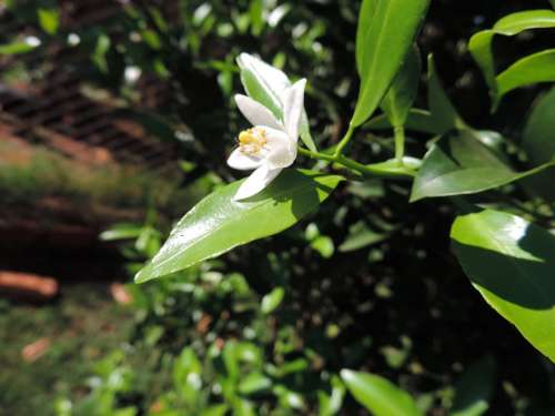 Lemon Tree Flower Green