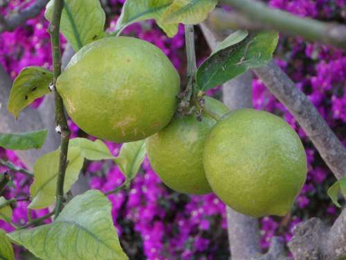 Lemons Mediterranean Garden Mediterranean Garden