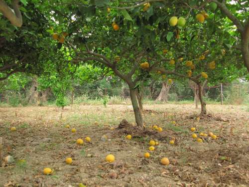 Lemons Citrus Citrus Fruit Corfu Greece