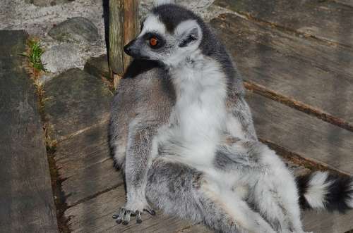 Lemur Mammal Cute Madagascar Pet