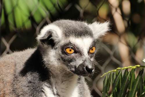 Lemur Animal Ring Tailed Lemur Lemur Catta