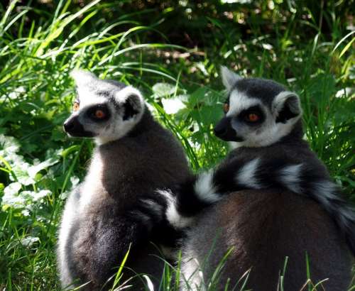 Lemur Ape Safari Animals Cute Furry