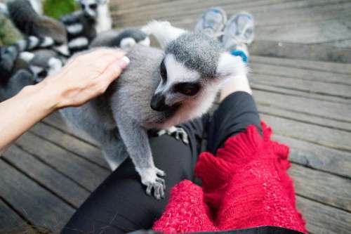 Lemur Skansen Zoo Stockholm Animal Cuddly Furry