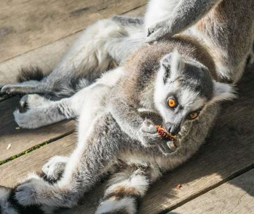 Lemur Young Eating Wildlife Outdoors Ring-Tailed