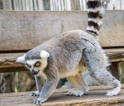 Lemur Nature Eyes Skansen Playful Furry Cute