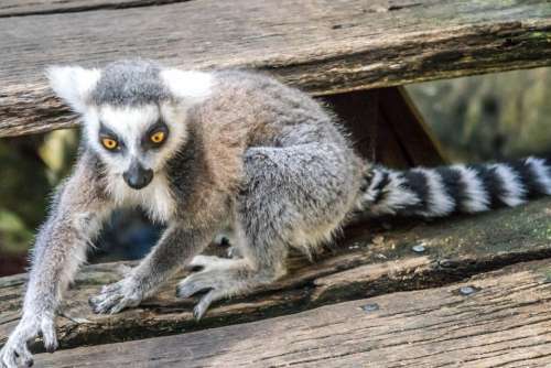 Lemur Eyes Playful Cute Wildlife Tail Beautiful