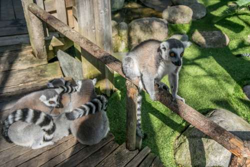 Lemur Ring-Tailed Cute Nature Fur Wildlife Gray