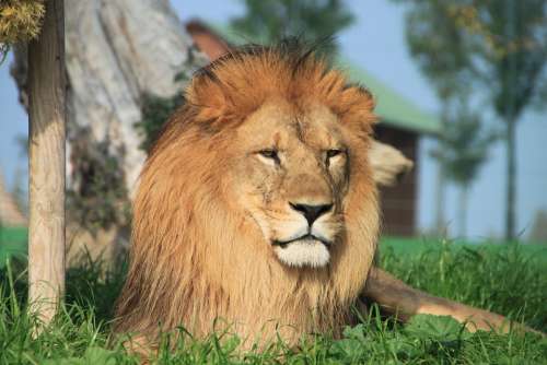 Lion Animal Savannah
