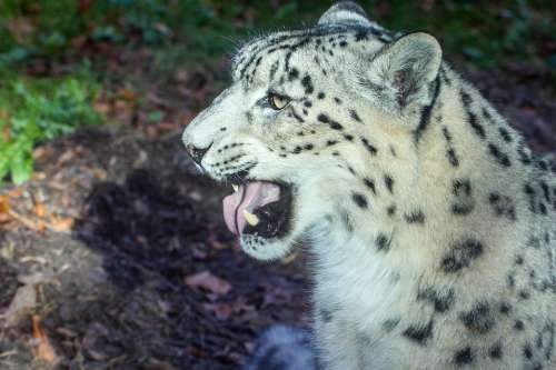 Leopard Animal Big Cat Wildcat Nature Mammal Zoo