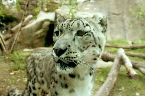 Leopard Snow Leopard Ounce Big Cat Big Cat Portrait