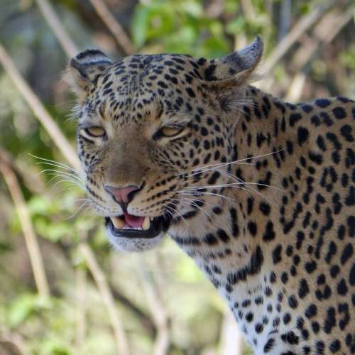 Leopard Africa Botswana Wildier Safari
