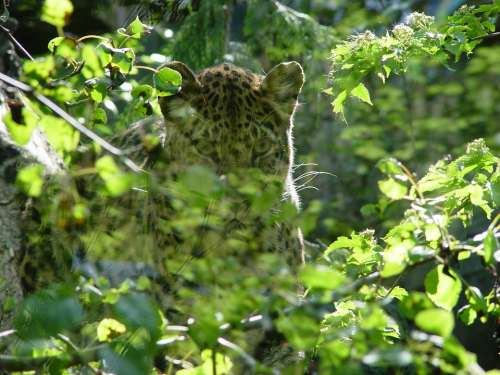 Leopard Animal Nature Wild Cat Africa Exotic