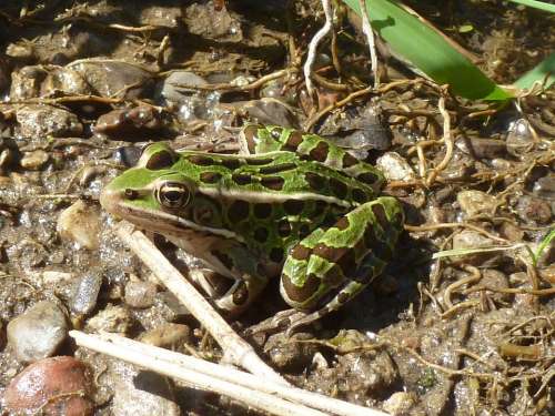 Leopard Frog Frog Green Animal Toad Closeup