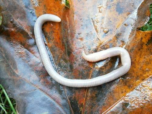 Letter G Earthworm Lumbricidae Worm Slick Moist