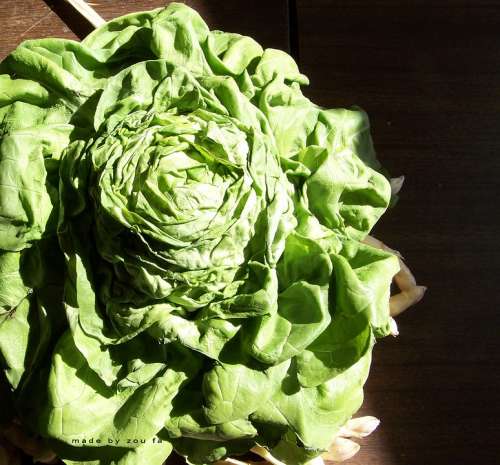 Lettuce Salad Vegetables Food