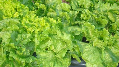 Lettuce Food Horta Nature Green Healthy Plants
