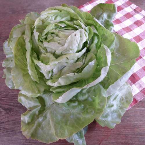 Lettuce Green Bio Salad Leaf Lettuce Cold Dishes