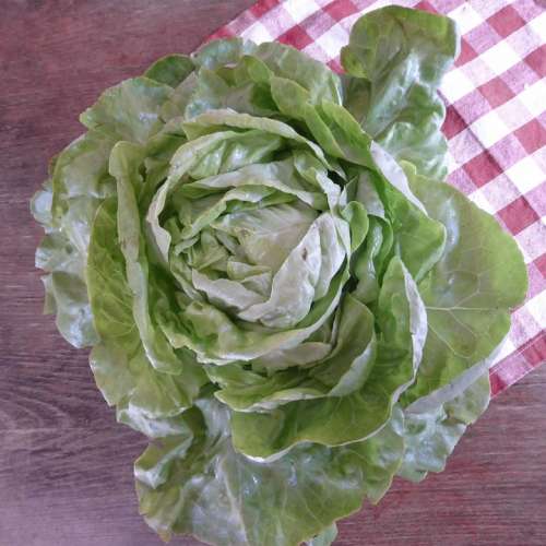 Lettuce Green Bio Salad Leaf Lettuce Cold Dishes