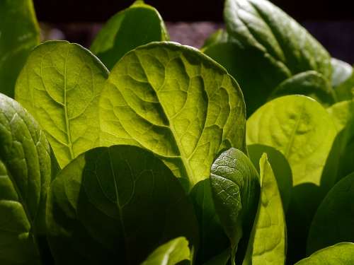 Lettuce Salad Leaves Plant Natural Botanical