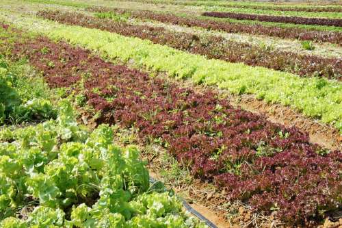 Lettuce Vegetable Plants Field Agriculture