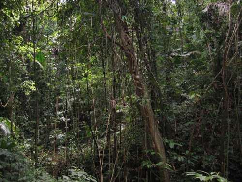 Lianas Jungle Forest Close Dark Trees