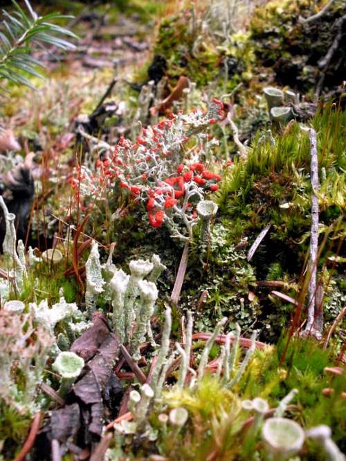 Lichen Moss Nature
