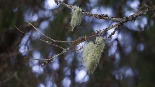 Lichen Usnea Medicinal Plant Mushroom
