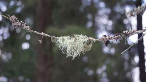 Lichen Usnea Medicinal Plant Mushroom