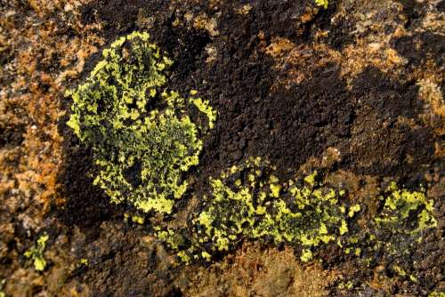 Lichen Detail Macro Nature Rock