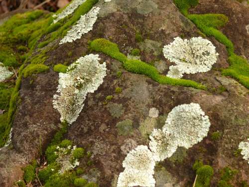 Lichen Ground Rocks Fungi Nature Natural Green