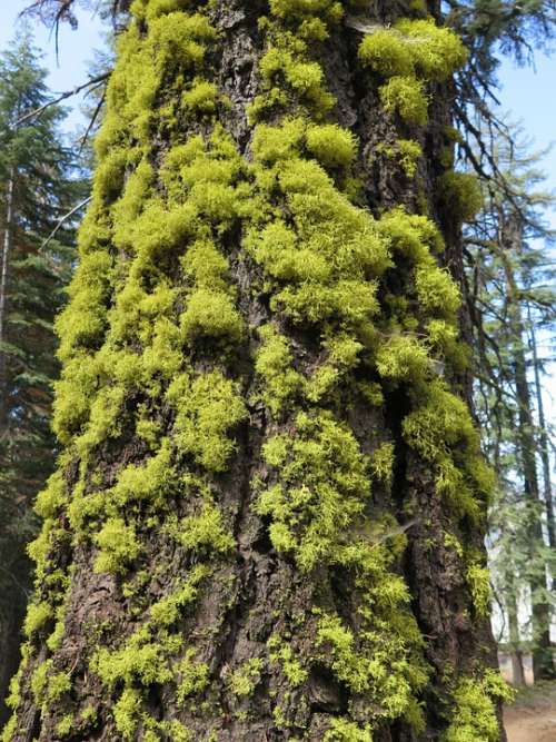 Lichen Tree Forest