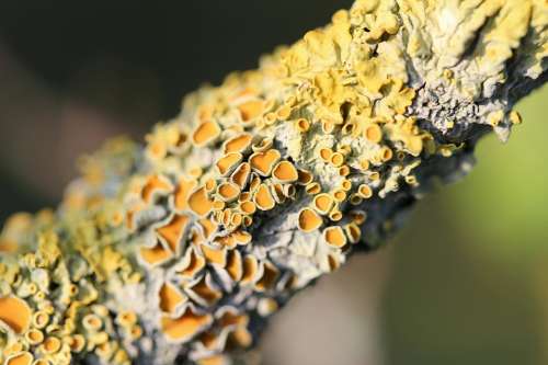 Lichen Plant Symbiosis Tree