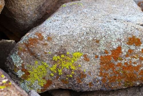 Lichen Rock Joshua Tree National Park Decay Old