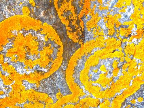 Lichens Structure Orange Pattern Natural Art