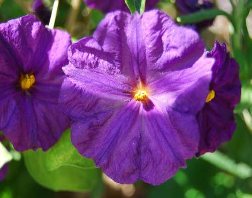 Light Nature Sunrise Flower Sun Arizona Purple