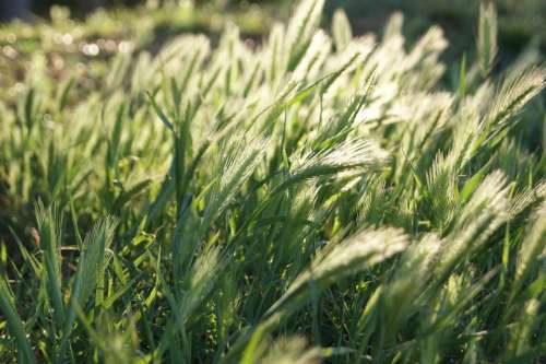 Light Wheat Grain Cereals Food Plant Nature Ear