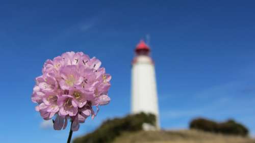 Lighthouse Blossom Bloom Coast