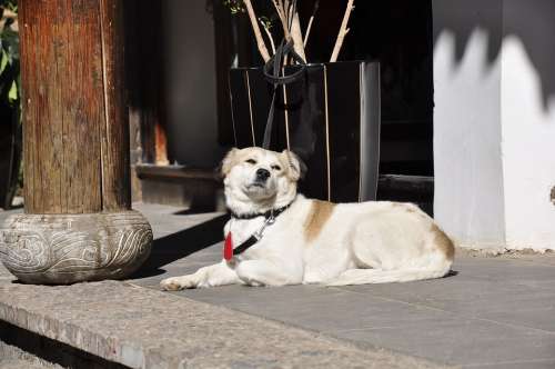 Lijiang Landscape View Dogs