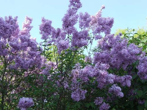 Lilac Purple Flowers Spring