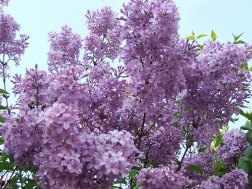 Lilac Purple Flowers Spring