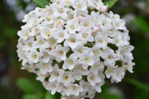 Lilac Lilac Bush Blossom Bloom White Flower