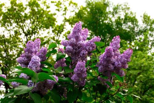 Lilac Blossom Bloom Flower Bloom Tree Nature