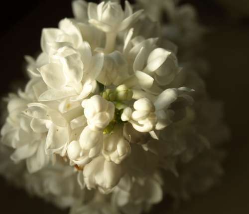 Lilac White Blossom Bloom Bud Bloom