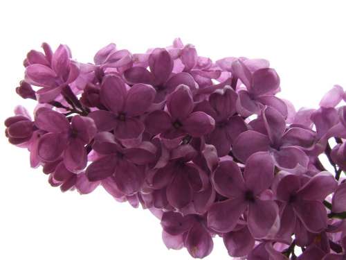 Lilac Lilac Branch Blossom Bloom Fragrant