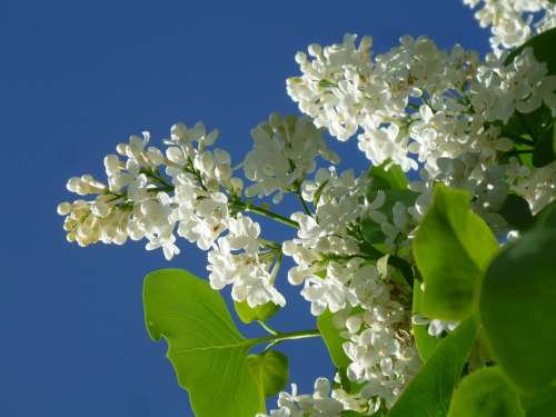 Lilac White Lilac Lilac Flower White Fliederblueten