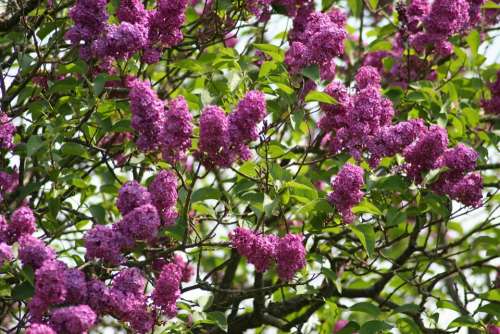 Lilac Purple Flowers